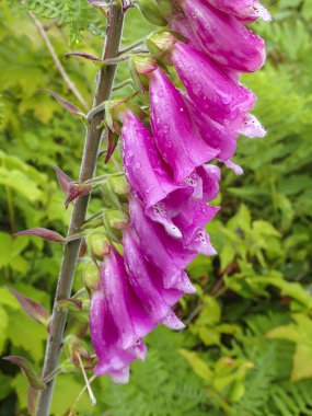 Ortak mor foxglove, pacific Northwest digitalis purpurea.