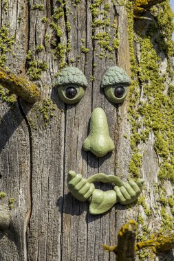 Çorak bir ağaç Mika Bay Kuzey Idaho bağlı eski bir yüzü var.