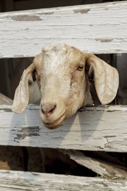 A close up of a cute goat with its head peering through the wooden fence in north Idaho. clipart