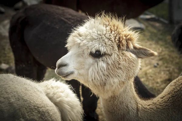 아이다호의에 Alpacas로 — 스톡 사진