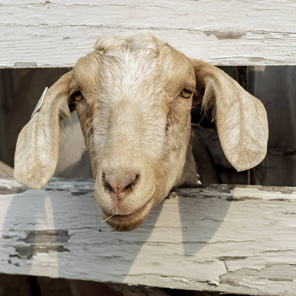 Close Cute Goat Its Head Peering Wooden Fence North Idaho — Stock Photo, Image