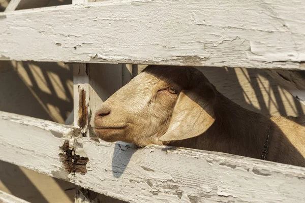 Close Cute Goat Its Head Peering Wooden Fence North Idaho — Stock Photo, Image