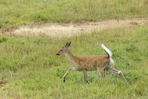 White Tailed Deer Runs Grassy Field Hauser Idaho — Stock Photo, Image