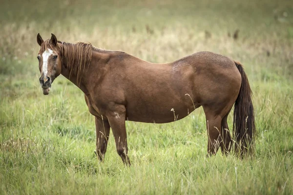 一匹栗子色的马矗立在爱达荷州的豪瑟附近的一个草地上 — 图库照片