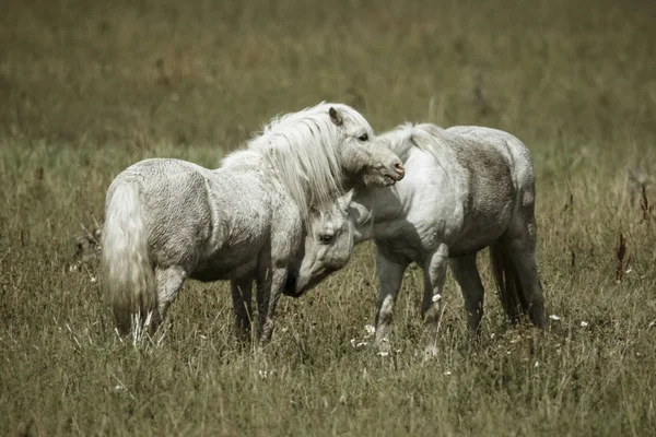 Dva Bílí Koně Komunikují Poblíž Hauser Idaho — Stock fotografie