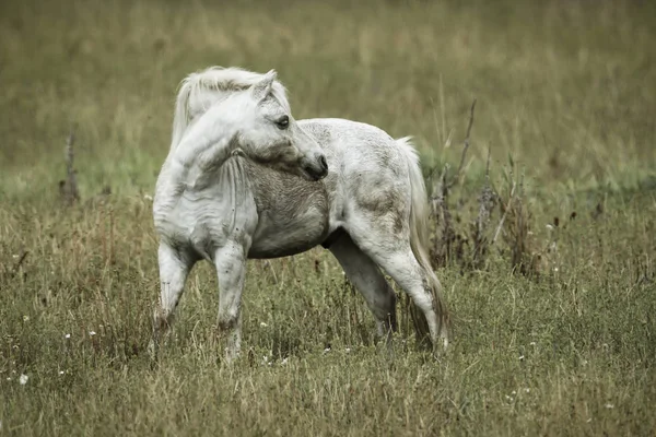 Liten Vit Färgad Häst Står Ett Fält Nära Hauser Idaho — Stockfoto