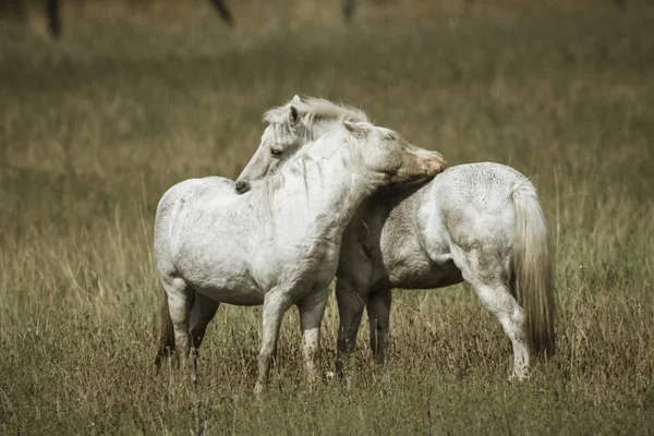 Dva Bílí Koně Komunikují Poblíž Hauser Idaho — Stock fotografie