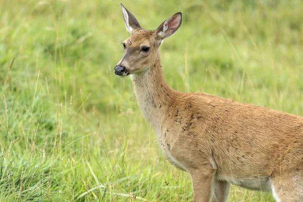 Ak kuyruklu geyik Hauser, Idaho çimenli bir tarlada olarak duruyor.