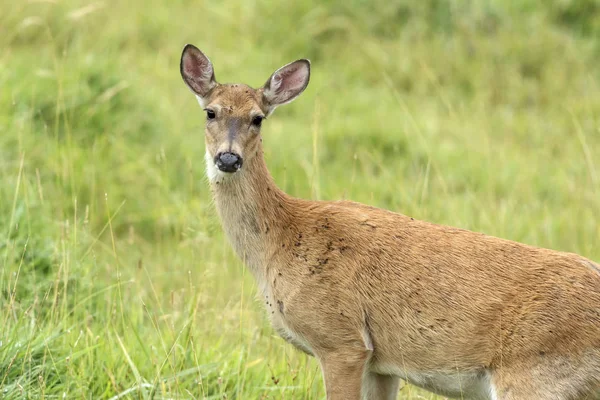 Ak kuyruklu geyik Hauser, Idaho çimenli bir tarlada olarak duruyor.