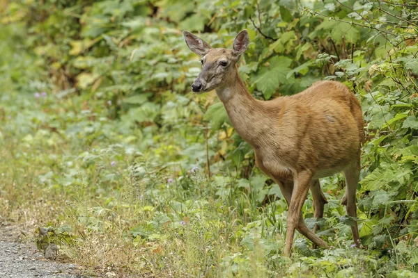 A white tailed deer stands by thick vegetation near Hauser, Idaho.