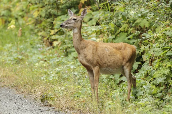 A white tailed deer stands by thick vegetation near Hauser, Idaho.