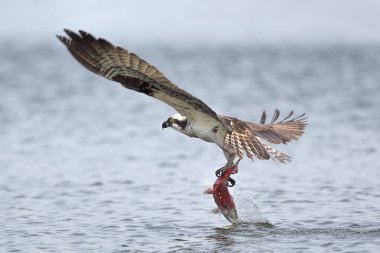 Osprey yakalanan balık ile havaya uçuyor. Bir sorguç havaya kokanee somon ile Kuzey Idaho Hayden gölde yakalamak sonra uçuyor.