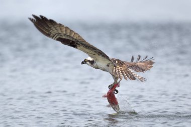 Osprey flies off with caught fish. An osprey flies off with a kokanee salmon after catching it in Hayden Lake in north Idaho. clipart