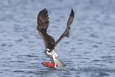 Osprey kokanee somon yakalıyor. Bir sorguç havaya kokanee somon ile Kuzey Idaho Hayden gölde yakalamak sonra uçuyor.