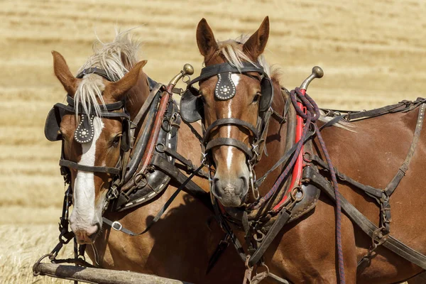 Dvojice Tažných Koní Připraven Práci Dva Návrhy Koně Zapřáhli Přivázal — Stock fotografie