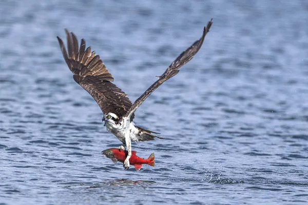 Osprey Voa Com Captura Uma Presa Voa Com Salmão Kokanee — Fotografia de Stock