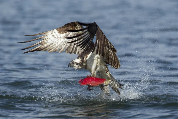 Osprey Поднимается Воды Лососем Охотник Улетает Лососём Кокани После Поймал — стоковое фото
