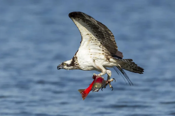 Majestoso Osprey Tem Salmão Suas Garras Uma Presa Voa Com — Fotografia de Stock