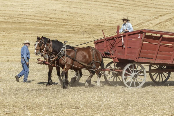 牵着马车的马匹 科尔法克斯 华盛顿美国 2018 编辑照片的男子驾驶草稿马拉马车在一年一度的科尔法克斯脱粒蜂在科尔法克斯 华盛顿 — 图库照片