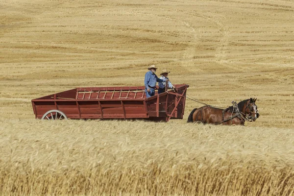 Guidare Carro Fieno Sul Campo Colfax Washington Usa 2018 Foto — Foto Stock