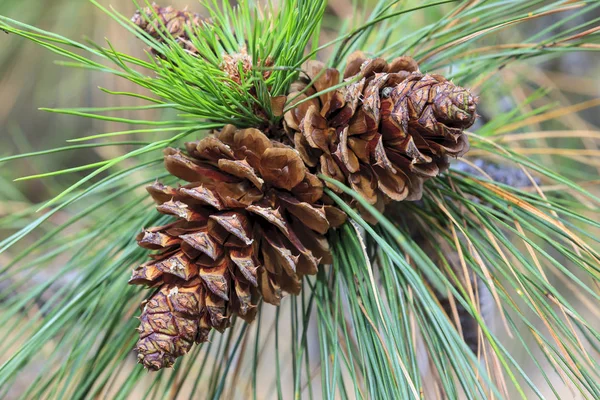 Eine Nahaufnahme Von Zwei Tannenzapfen Auf Einem Baum Der Nähe — Stockfoto