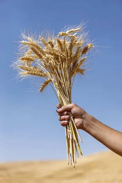 Una Mano Tiene Mano Steli Oro Grano Dopo Raccolto Colfax — Foto Stock