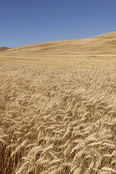 Goldener Weizen Eastern Washington Bei Colfax — Stockfoto