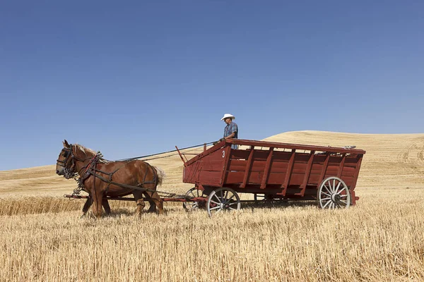 下書きを曳く小麦ワゴン コルファクス ワシントン米国 2018 回ワシントン州コルファックス コルファクス脱穀蜂でワゴンを引っ張ってドラフト馬を運転する男性のエディトリアル写真 — ストック写真