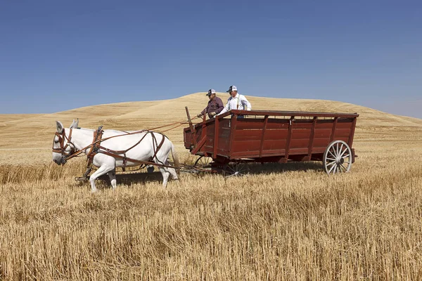 Two Men Wheat Wagon Colfax Washington Usa 2018 Editorial Photo — Stock Photo, Image