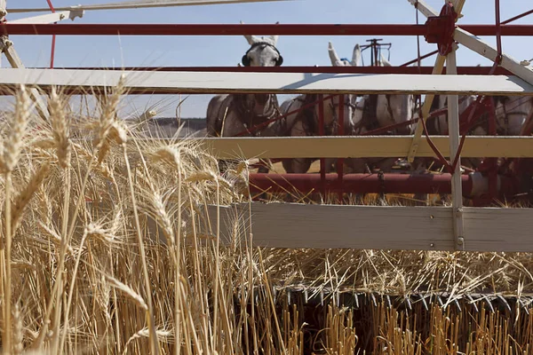 Buğday Hasat Için Katır Tarafından Itti Bir Eski Moda Swather — Stok fotoğraf