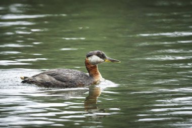 Hayden, Idaho Hayden gölde su yüzme Kızıl boyunlu batağan.