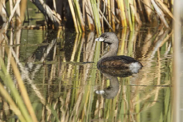 Grebe Con Pico Los Humedales Del Refugio Vida Silvestre Turnbull —  Fotos de Stock