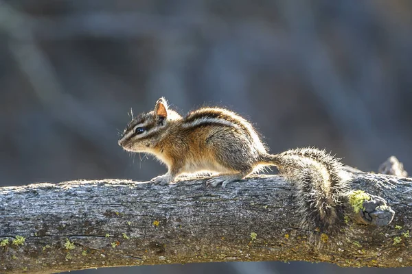 Een Kleine Chipmunk Een Log Turnbull Wildlife Refuge Cheney Washington — Stockfoto