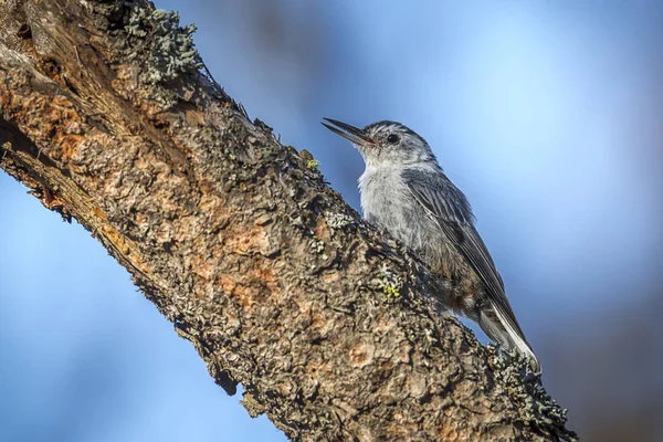 Songbird Mały Kowalik Jest Siedzący Gałęzi Drzewa Turnbull Wildlife Refuge — Zdjęcie stockowe