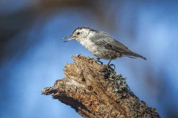 Pequeño Trepador Cantando Árbol Refugio Vida Silvestre Turnbull Cheney Washington — Foto de Stock