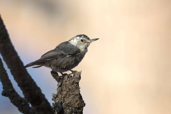 Een Schattig Boomklever Zangvogel Neergestreken Een Boomtak Turnbull Wildlife Refuge — Stockfoto