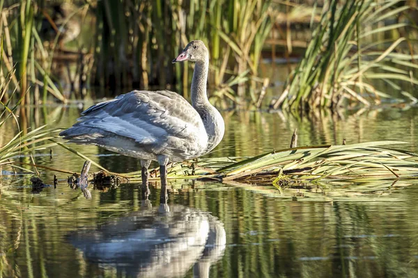 Piękny Peafowl Patrząc Wstecz Drugą Stronę Turnbull Wildlife Refuge Cheney — Zdjęcie stockowe