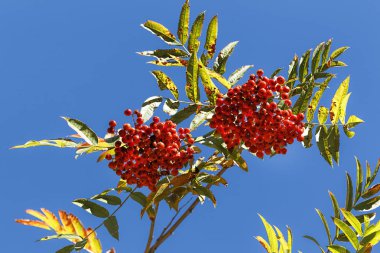 Mavi bir arka plana dayanır Kuzey Idaho üvez meyveleri.
