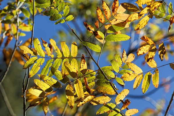 黄色秋天叶子设置反对蓝色背景在北爱达荷州 — 图库照片