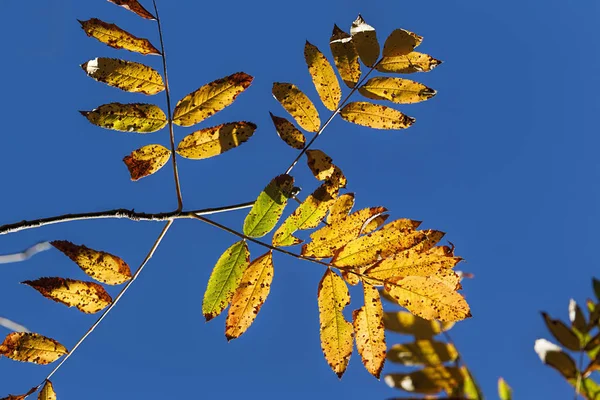 Feuilles Automne Jaunes Sur Fond Bleu Dans Nord Idaho — Photo