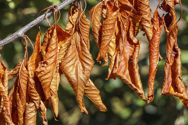 Μια Στενή Διάφορα Αποξηραμένα Φύλλα Ένα Υποκατάστημα Φθινόπωρο — Φωτογραφία Αρχείου