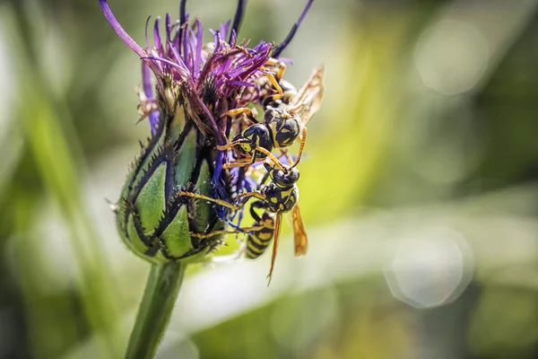 Een Wesp Het Verzamelen Van Stuifmeel Een Berg Korenbloem North — Stockfoto