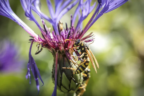 Wasp Gathering Pollen Mountain Cornflower North Idaho — Stock Photo, Image