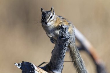 Turnbull yaban hayatı Sığınağı Cheney, Washington'da bir şubesine şirin bir küçük sincap açıktır.
