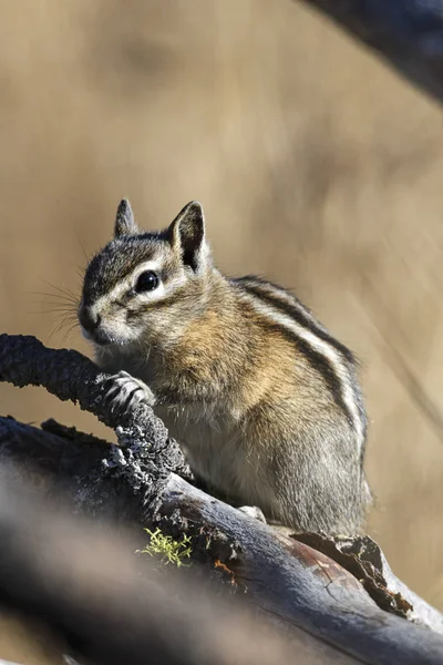 Dal Turnbull yaban hayatı Sığınağı Cheney, Washington'da diğer şubelerinde arkasında küçük bir sincap olduğunu.