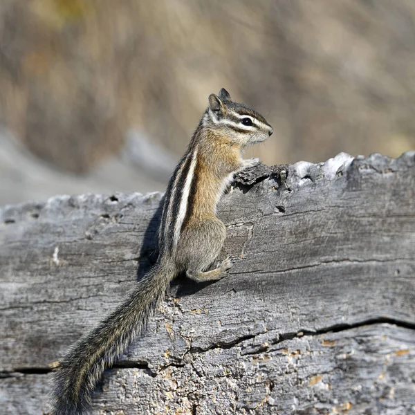 Ein Kleines Streifenhörnchen Hängt Der Seite Eines Alten Umgestürzten Baumstamms — Stockfoto