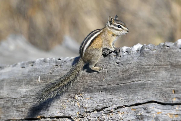 Bir sincap turnbull yaban hayatı Sığınağı Cheney, Washington'da düşmüş bir günlüğüne üstüne oturuyor.