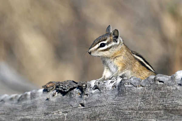 Ein Streifenhörnchen Taucht Hinter Einem Baumstamm Der Turnbull Wildlife Refugium — Stockfoto