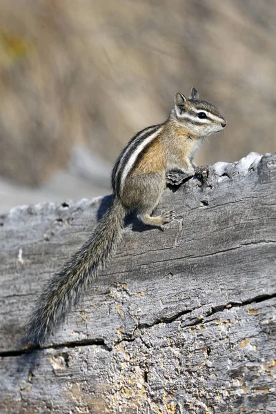 Ein Streifenhörnchen Sitzt Auf Einem Umgestürzten Baumstamm Der Turnbull Wildlife — Stockfoto