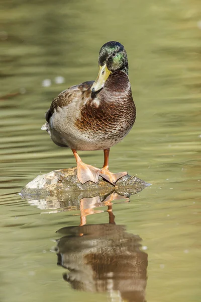 Kachna Divoká Kachna Zaneprázdněn Preening Samotné Dělo Hill Parku Spokane — Stock fotografie